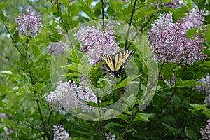 Tiger tail butterfly on lilacs