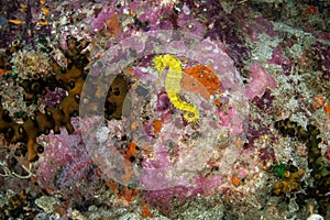 Tiger tail seahorse, Hippocampus