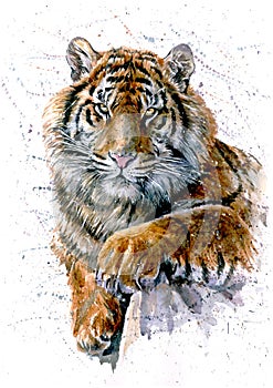 Tiger photo