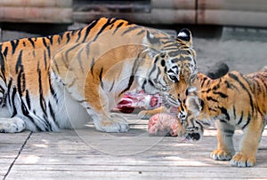 Tiger and tiger cub