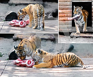 Tiger and tiger cub eating