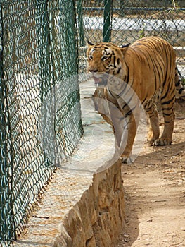 Tiger Tiger photo