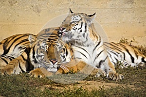 Tiger and tigress