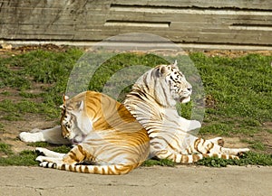 The tiger and tigress