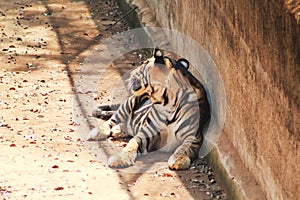 Tiger tigress resting near a wall