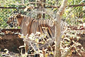 Tiger tigress standing near a steel net