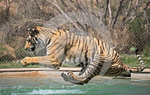 Tiger about to land in the swimming pool