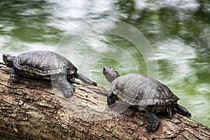 Tiger tortoise sunbathing on tree trunk in the lake