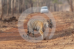 Tiger and a tourist car at Tadoba Tiger reserve Maharashtra,India
