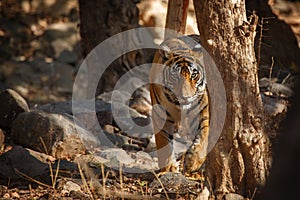 Tiger through the trees