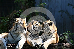 Tiger trio