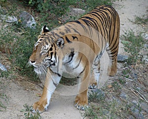Tiger .Ukraina. Kiev photo
