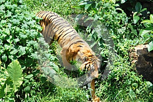 Tiger in the underbrush