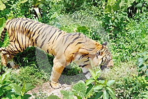 Tiger in the underbrush