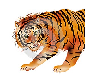 Tiger - vector