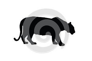 Tiger vector silhouette illustration isolated on white background. Big wild cat.