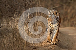 The Tiger Walk