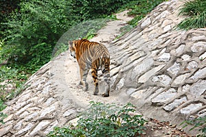 Tiger walk