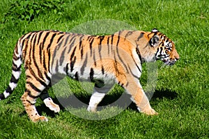 Tiger on a walk
