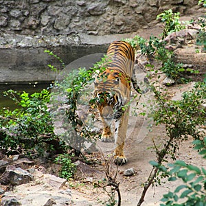 Tiger on a walk in the aviary