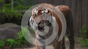 Tiger on a walk. Portrait of a beautiful tiger. Big cat close-up. Tiger looks at you. Portrait of a big cat. Slow motion