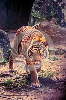 A tiger walk stealthily.