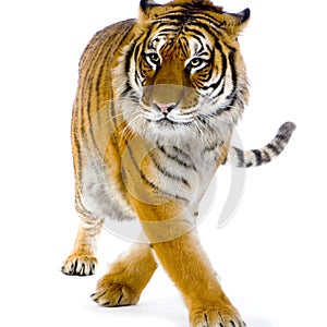 Tiger walking