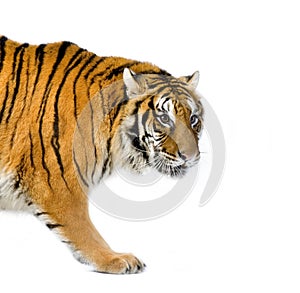 Tiger walking