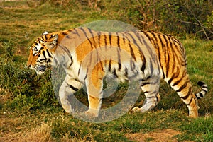 Tiger walking