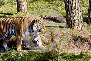 Tiger walking