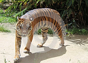 Tiger Walking Around Enclosure at Taronga Zoo Sydney