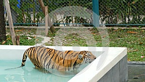 Tiger walking in a blue pool