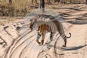 A tiger walking on a dirt road in India