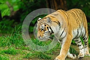 tiger walking in the forest