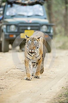 Tiger walking in front of the safari vehical,Ranthambhore National park,Rajasthan,India