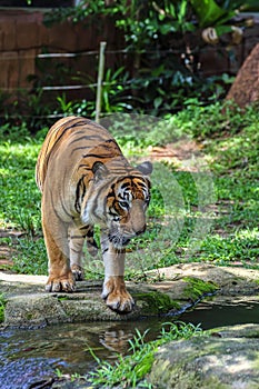 Tiger walking on the green grass