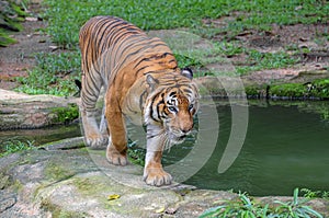 Tiger walking on the green grass