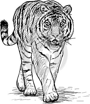 Tiger walking hand draw black line sketck on white background vector photo