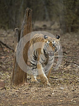 Tiger walking head-on in front of a vehical l in evening hours