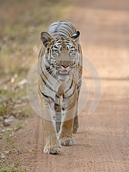 Tiger walking head-on in front of a vehical l in evening hours