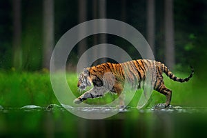 Tiger walking in lake water. Dangerous animal, tajga, China in Asia Animal in green forest stream. Green grass, river droplet. photo