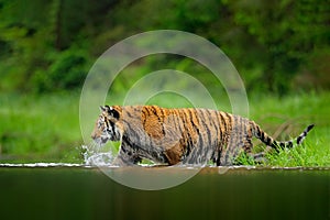Tiger walking in lake water. Dangerous animal, tajga, Russia. Animal in green forest stream. Green grass, river droplet. Siberian photo