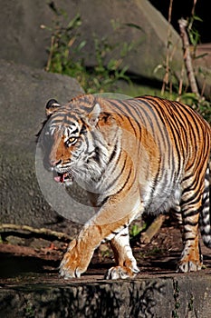 Tiger walking on ledge