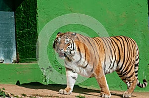 Tiger Walking Near Green Color Building In Safari Zoo
