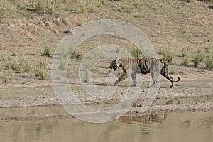 Tiger walking near water hole in Bandhavgarh National Park