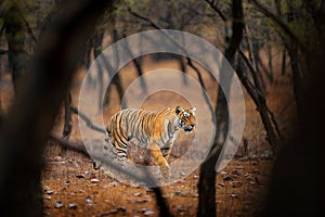 Tiger walking in old dry forest. Indian tiger with first rain, wild danger animal in the nature habitat, Ranthambore, India. Big c