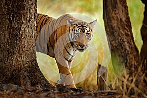 Tiger walking in old dry forest. Indian tiger with first rain, wild danger animal in the nature habitat, Ranthambore, India. Big c