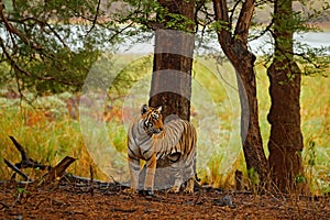 Tiger walking in old dry forest. Indian tiger with first rain, wild danger animal in the nature habitat, Ranthambore, India. Big c