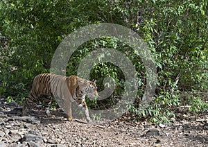 Tiger Walking,Ranthambhore National park,Rajasthan,India