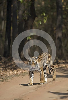 Tiger walking on a road in Bandhavgarh National Park